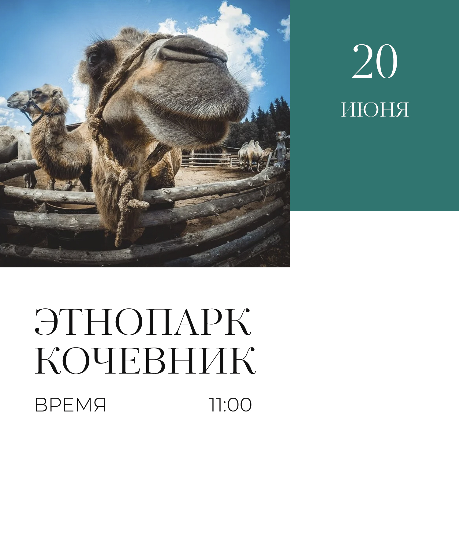 Общение с животными